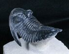 Flying Hollardops Trilobite - Great Preservation #3968-1